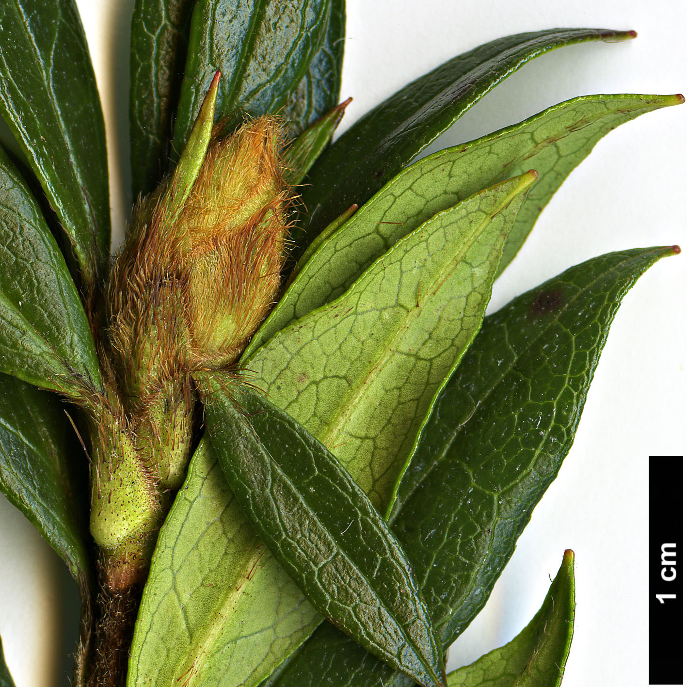 High resolution image: Family: Ericaceae - Genus: Rhododendron - Taxon: tashiroi